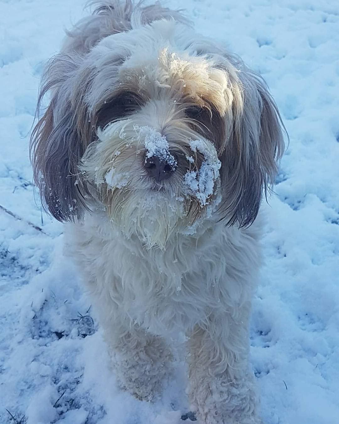Tibetan Terrier dog