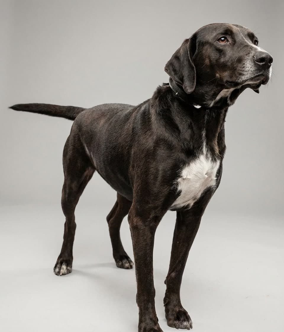 Stephens Stock dog