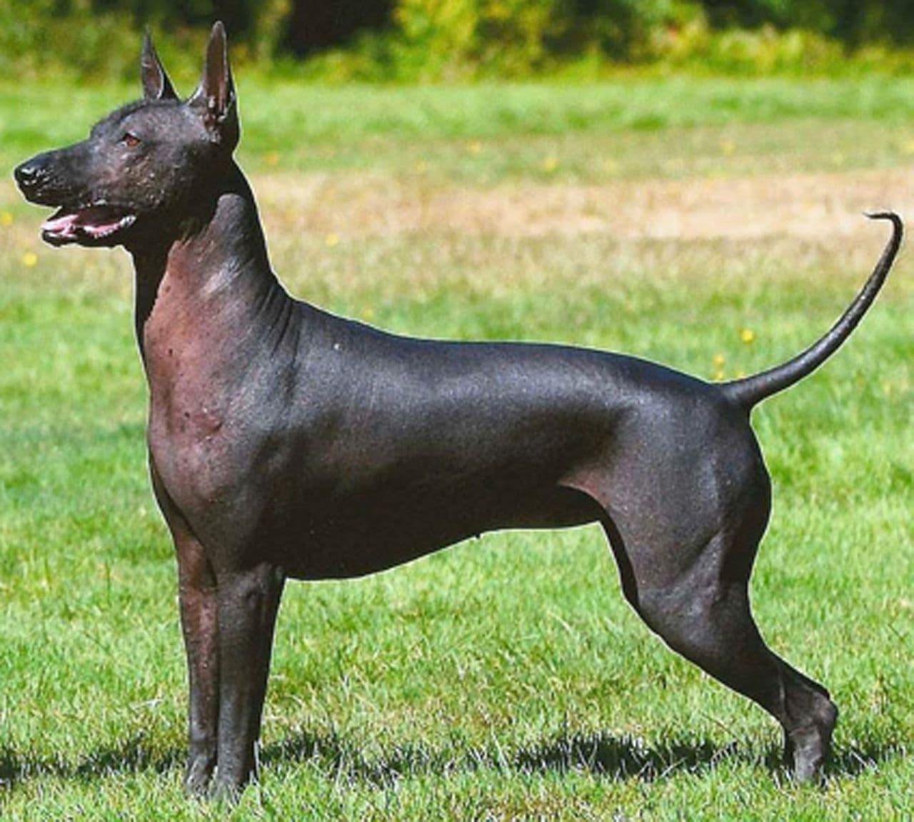 Xoloitzcuintli dog