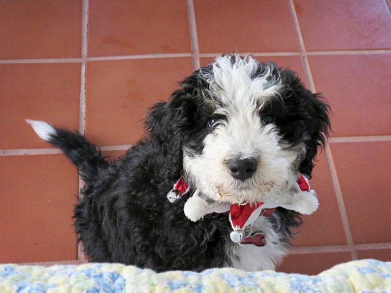 berndoodle pictures