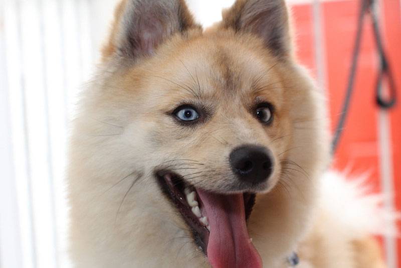 what is the temperment of a pomsky