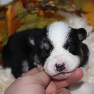 pomsky puppies photos