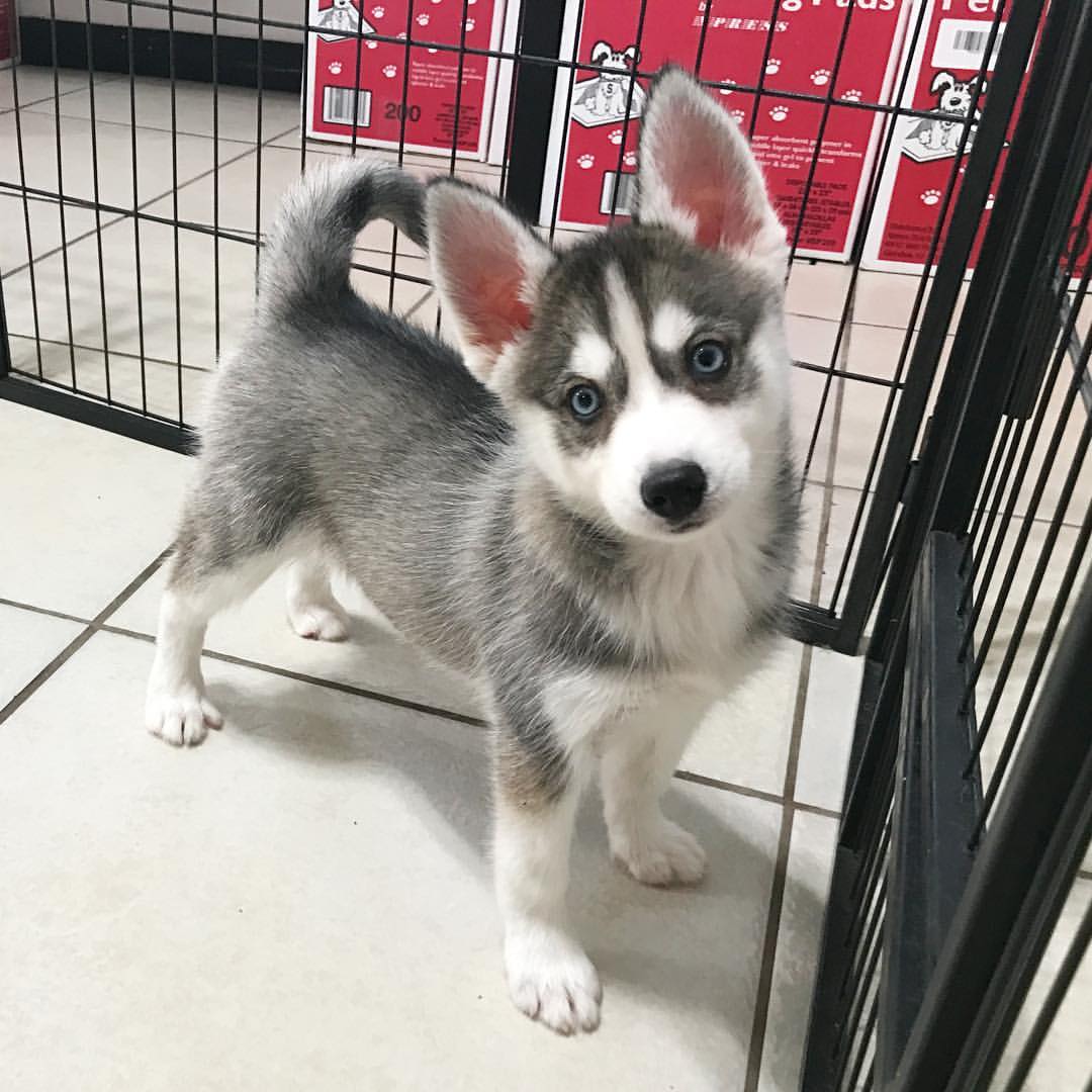 pomeranian husky mix full grown