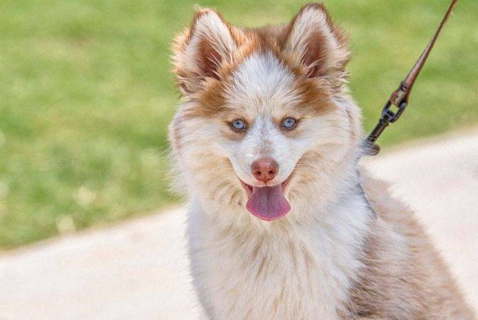 Pomsky full grown size with height & weight - The Dogs Magazine