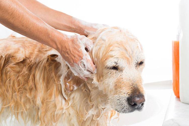 How to get rid of Fleas on your dog - The Dogs Magazine