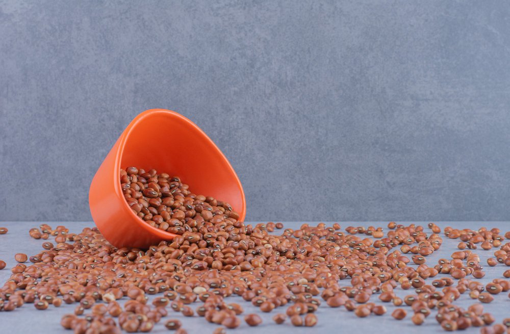 Can My Cat Eat Dog Food The Dogs Magazine