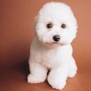 BichonFrise The Dogs Magazine The Dogs Magazine