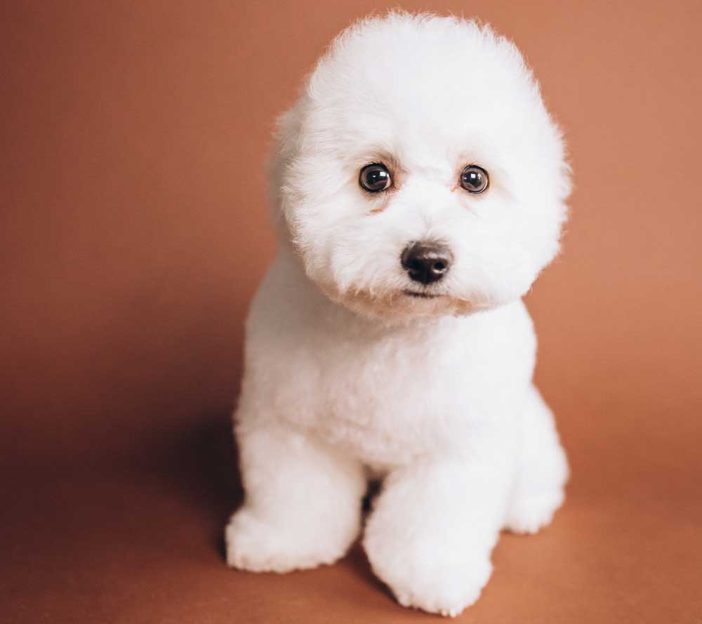 BichonFrise The Dogs Magazine