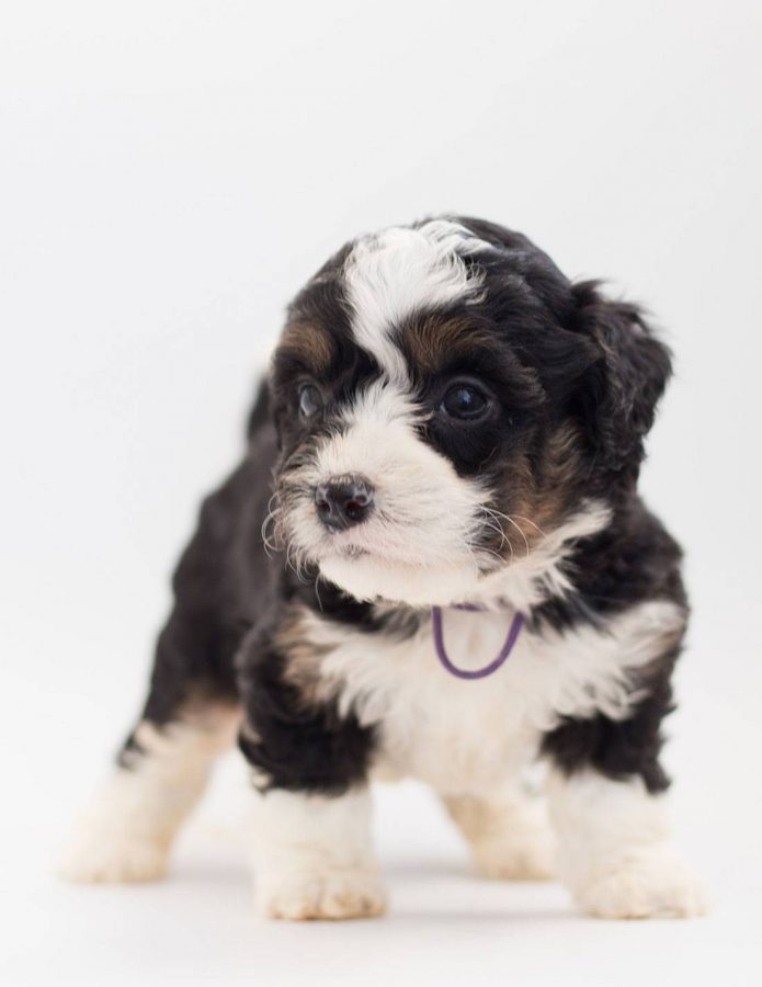 bernedoodle names