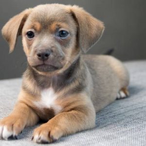 chiweenie puppies