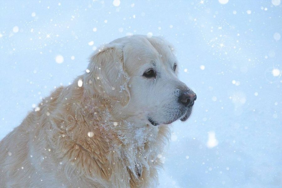 golden retriever