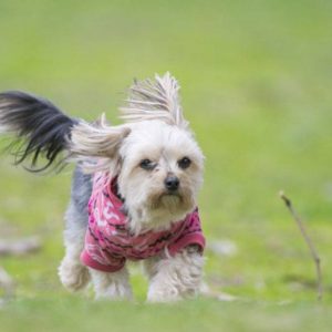 morkie puppies